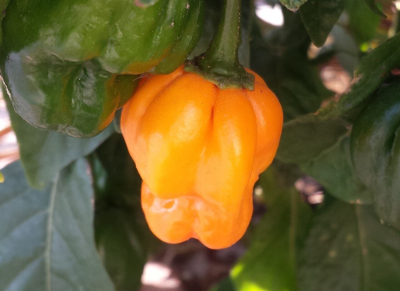 An orange scotch bonnet pepper on the plant