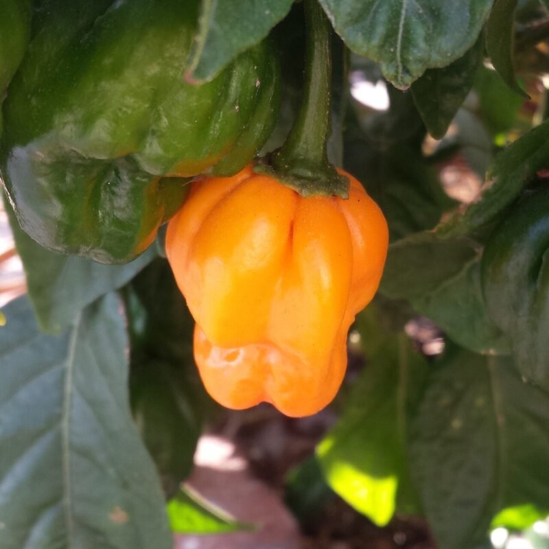 An orange scotch bonnet pepper on the plant